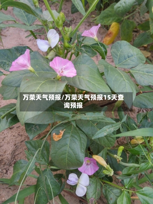 万荣天气预报/万荣天气预报15天查询预报-第1张图片