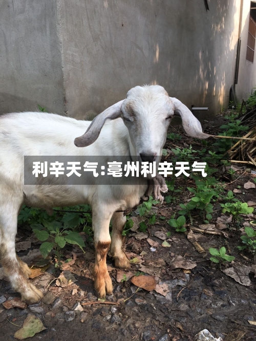 利辛天气:亳州利辛天气-第1张图片