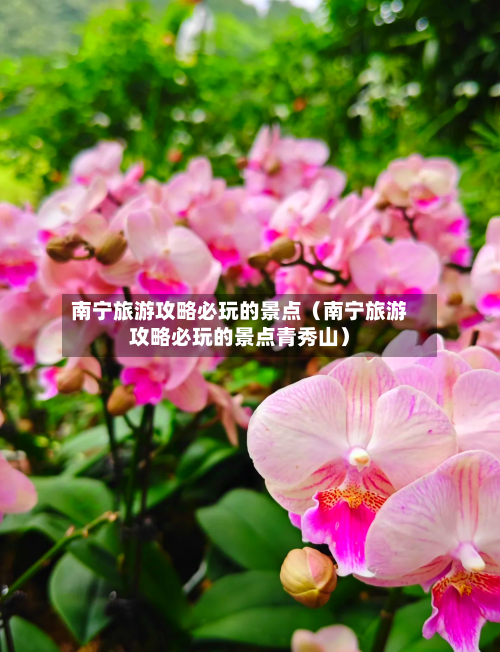 南宁旅游攻略必玩的景点（南宁旅游攻略必玩的景点青秀山）-第1张图片