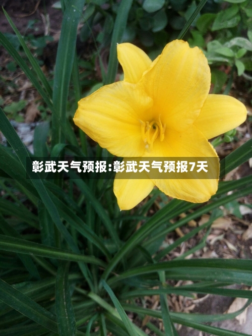 彰武天气预报:彰武天气预报7天-第1张图片