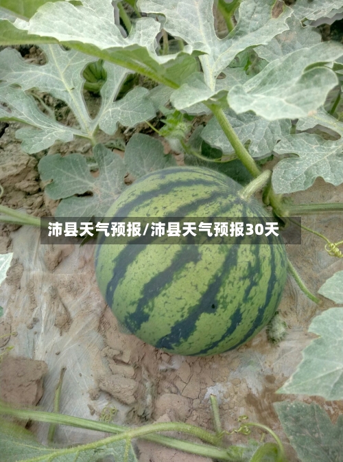 沛县天气预报/沛县天气预报30天-第1张图片