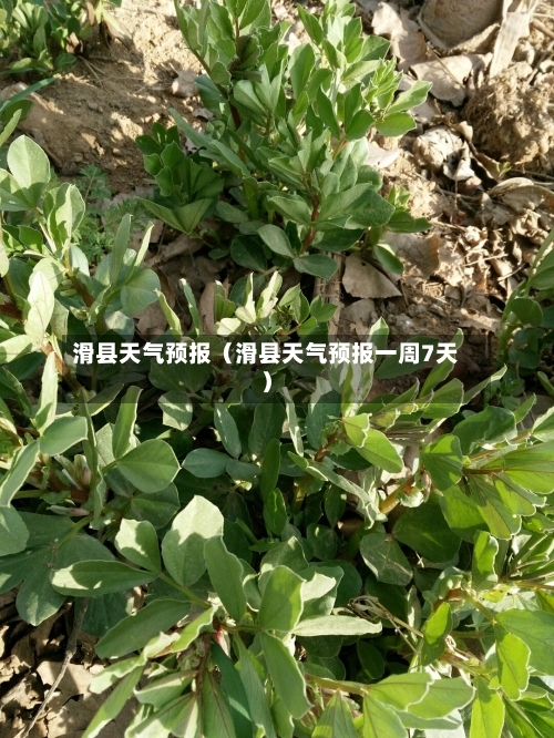 滑县天气预报（滑县天气预报一周7天）-第1张图片