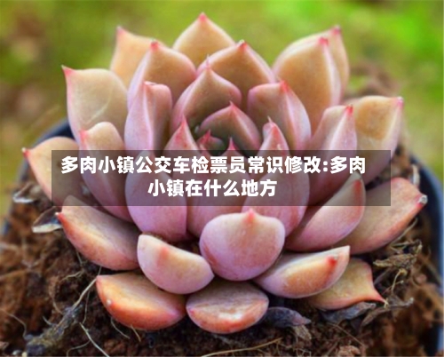 多肉小镇公交车检票员常识修改:多肉小镇在什么地方-第1张图片