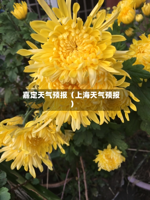 嘉定天气预报(上海天气预报)-第1张图片