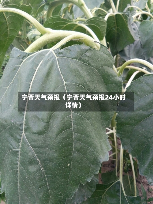 宁晋天气预报(宁晋天气预报24小时详情)-第1张图片