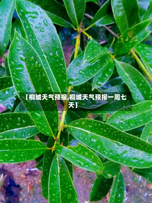 【桐城天气预报,桐城天气预报一周七天】-第1张图片
