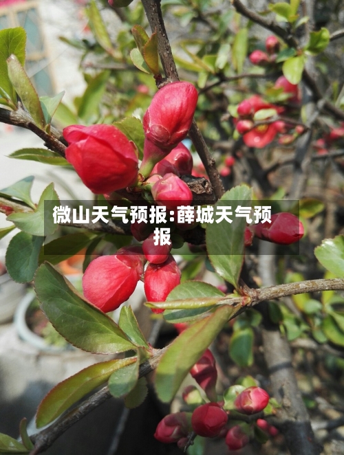 微山天气预报:薛城天气预报-第1张图片