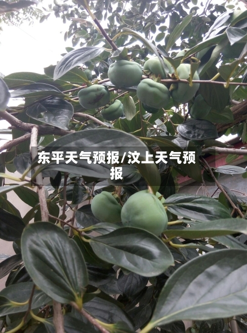 东平天气预报/汶上天气预报-第1张图片